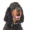 Myfamily Gordon Setter IDtag