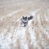 Lilcat sporing og GPS katt