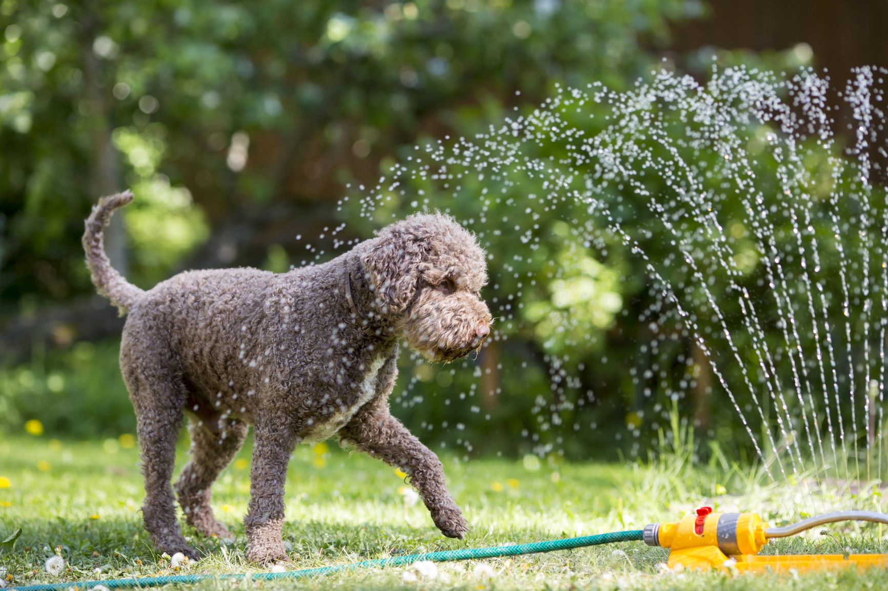 Avkjøling hund i sommervarme​