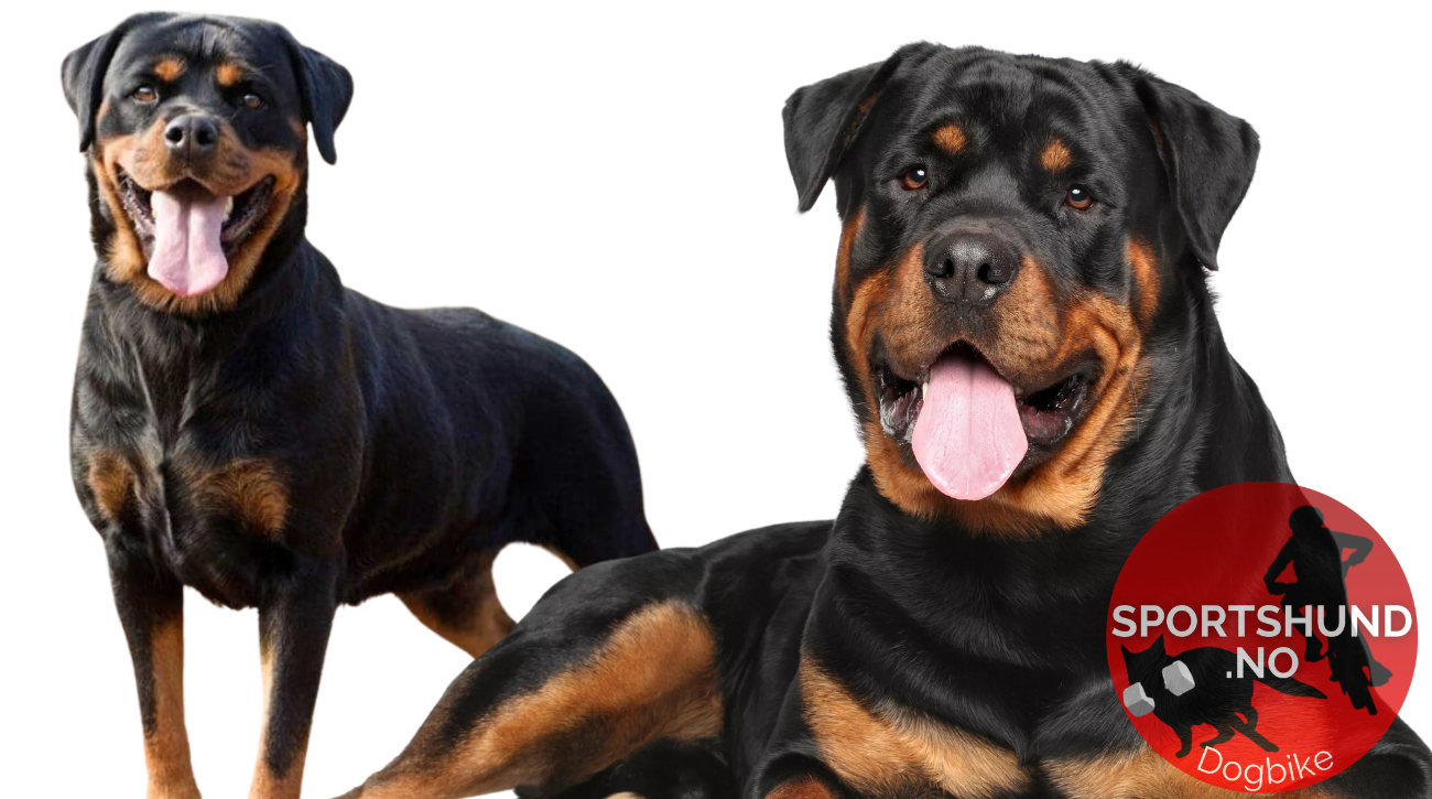 Hunderasen rottweiler