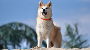 Akita Inu