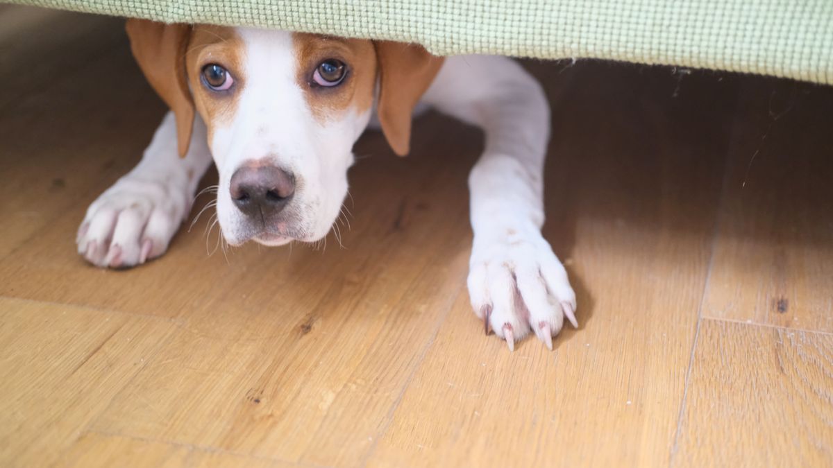 Redd eller usikker hund?