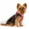 Curli Vest Air-Mesh Clasp Hundesele-.......jpg