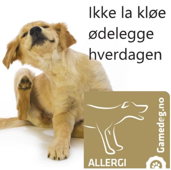 Gamedog.no allergi