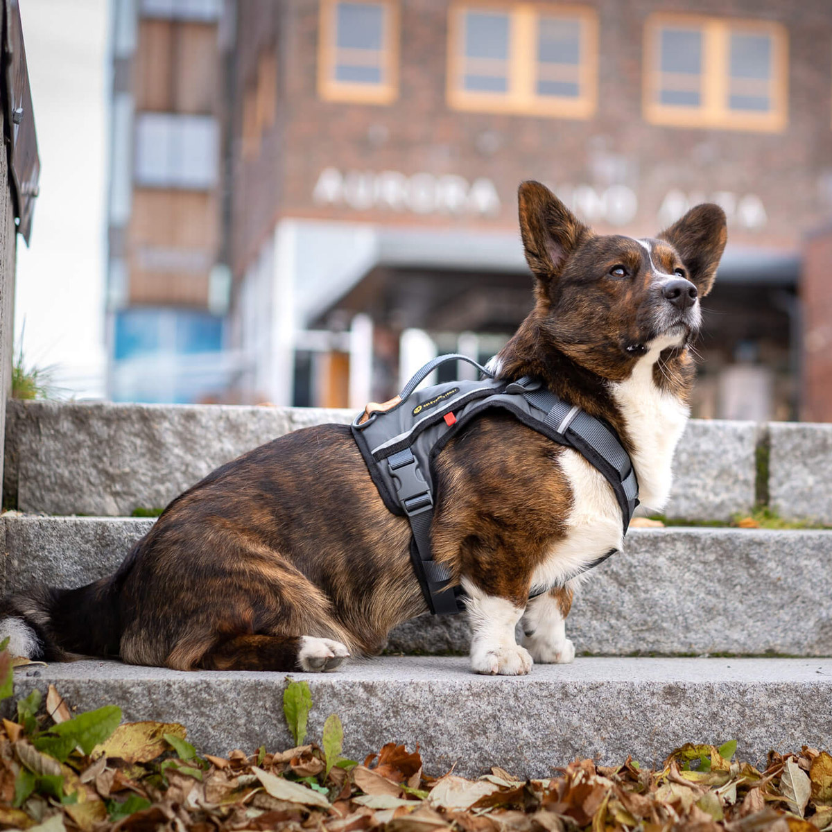 Comfort Dog Harness Grå/brun XS