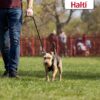 Halti Anti-trekksele No Pull -2antitrekkfunksjoner hund